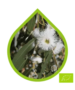 Eucalipto Globulus Ecológico (Eucalyptus globulus)