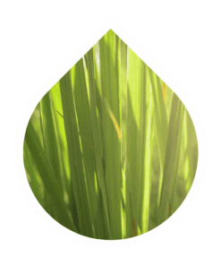 Lemongrass (Cymbopogon citratus)