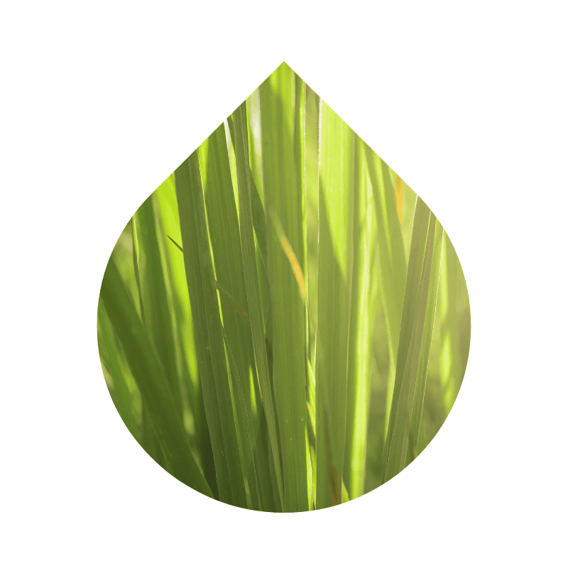 Lemongrass (Cymbopogon citratus)