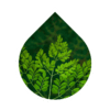 Moringa (Moringa oleifera)