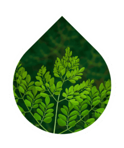 Moringa (Moringa oleifera)