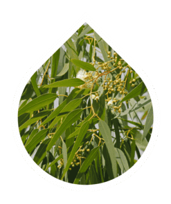 Eucalipto Limón (Corymbia citriodora)