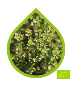 Resurrection Bush Ecológico (Myrothamnus flabellifolius)