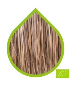 Vetiver Ecológico (Chrysopogon zizanioides)