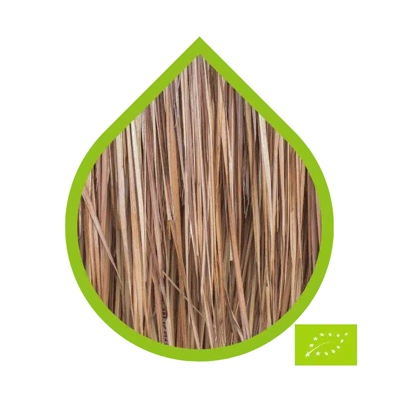 Vetiver Ecológico (Chrysopogon zizanioides)