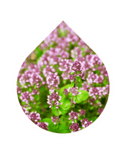 Mejorana (Origanum majorana)