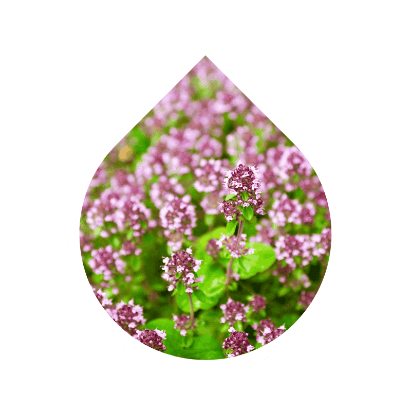 Mejorana (Origanum majorana)