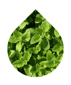 Orégano (Origanum vulgare)