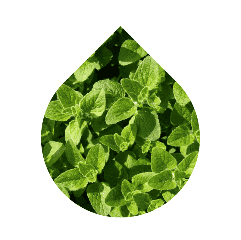 Orégano (Origanum vulgare)