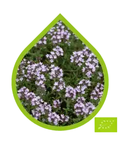 Tomillo Ecológico (Thymus vulgaris)