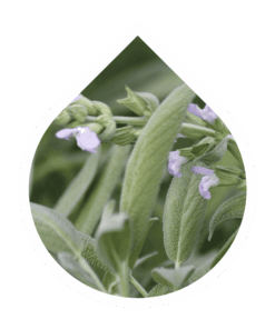 Salvia (Salvia officinalis)