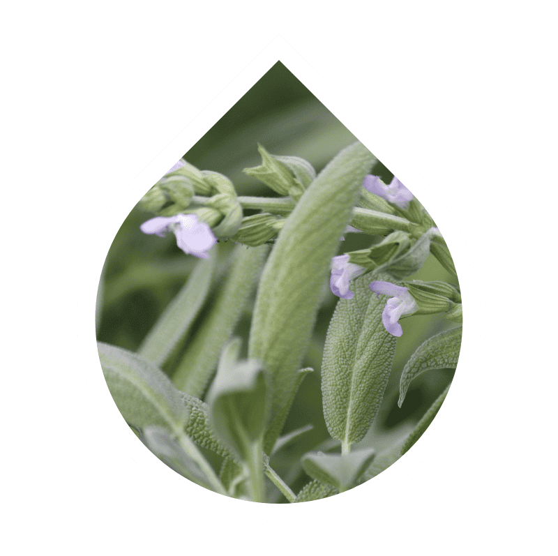 Salvia (Salvia officinalis)
