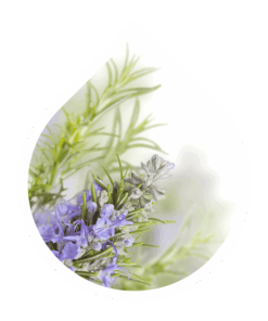 Romero (Rosmarinus officinalis)