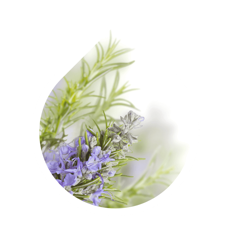 Romero (Rosmarinus officinalis)