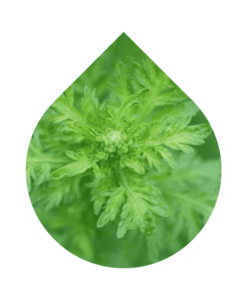 Artemisia (Artemisia afra)