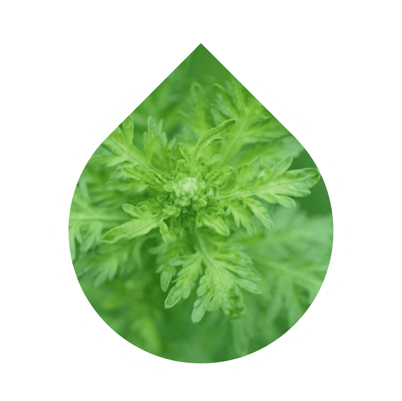 Artemisia (Artemisia afra)