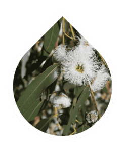 Eucalipto Globulus (Eucalyptus globulus)