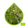Eucalipto Limón Ecológico (Corymbia citriodora)