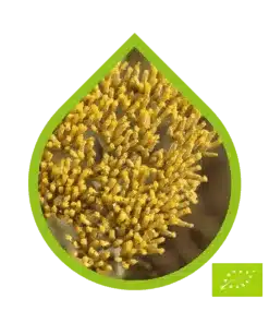 Inmortal Africano Ecológico (Helichrysum kraussii)