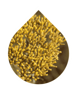 Inmortal Africano (Helichrysum kraussii)