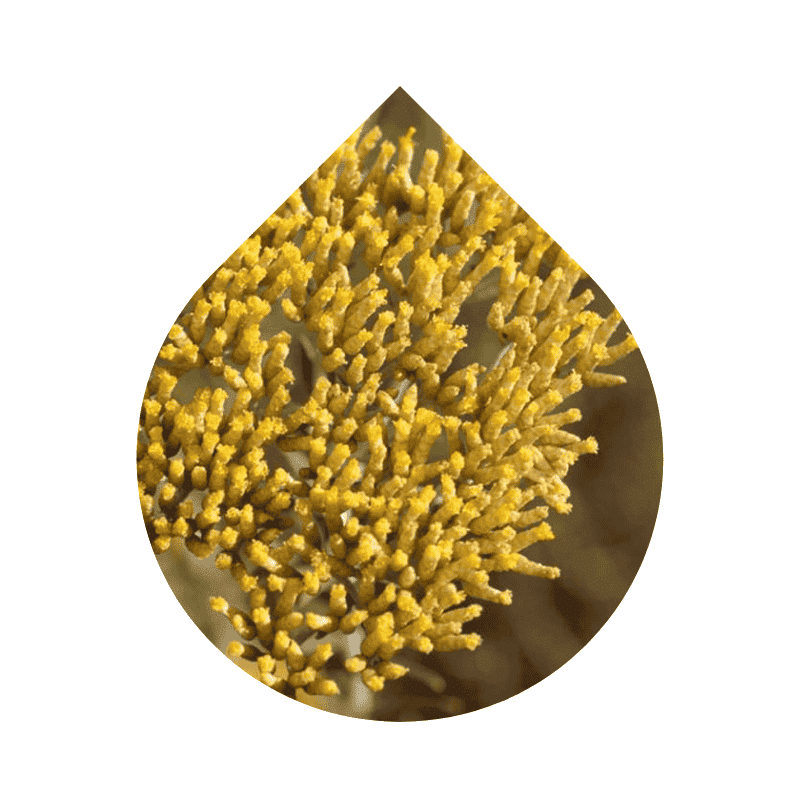 Inmortal Africano (Helichrysum kraussii)