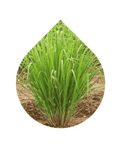 Lemongrass Oriental (Cymbopogon flexuosus)
