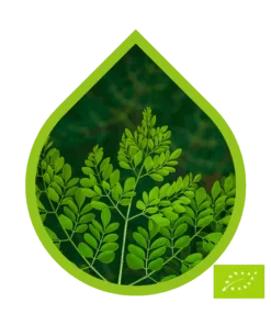 Moringa Ecológico (Moringa oleifera)