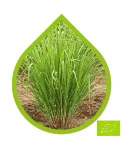 Lemongrass Oriental Ecológico (Cymbopogon flexuosus)