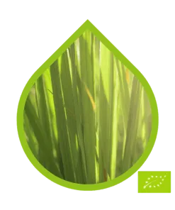 Lemongrass Ecológico (Cymbopogon citratus)