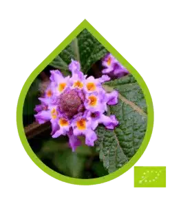 White Verbena Ecológico (Lippia alba)