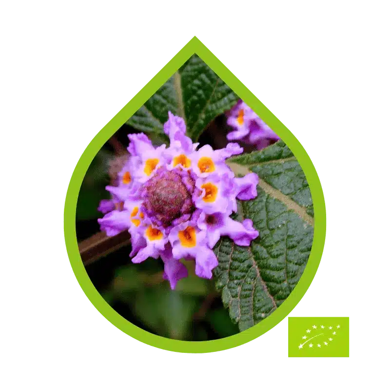 White Verbena Ecológico (Lippia alba)