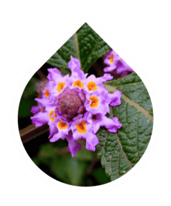 White Verbena (Lippia alba)
