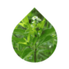 Wild Verbena (Lippia javanica)