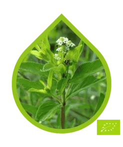 Wild Verbena Ecológico (Lippia javanica)