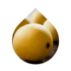 Marula (Sclerocarya birrea)