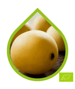 Marula Ecológico (Sclerocarya birrea)