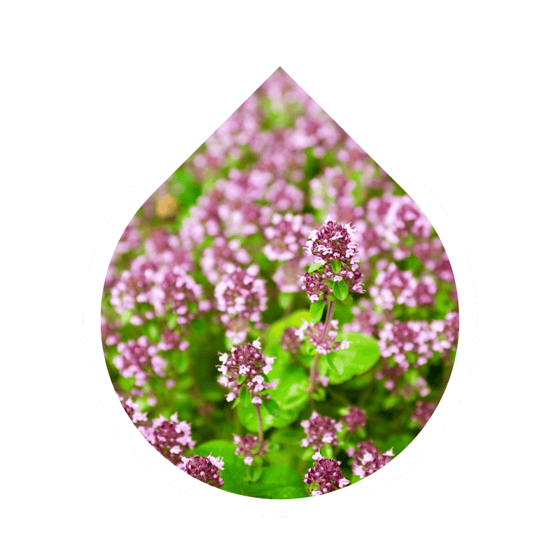 Aceites Esenciales Convencionales