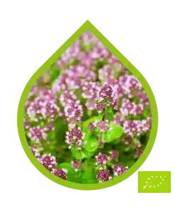 Mejorana Ecológico (Origanum majorana)