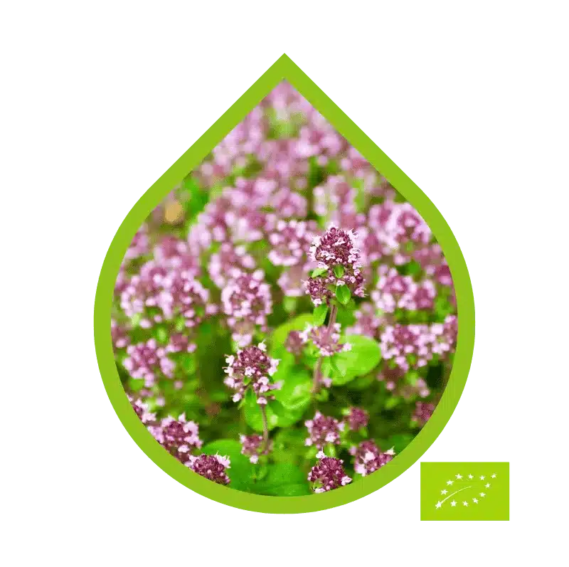 Mejorana Ecológico (Origanum majorana)