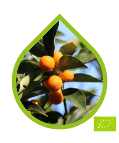 Naranjo Amargo Ecológico (Citrus×aurantium)