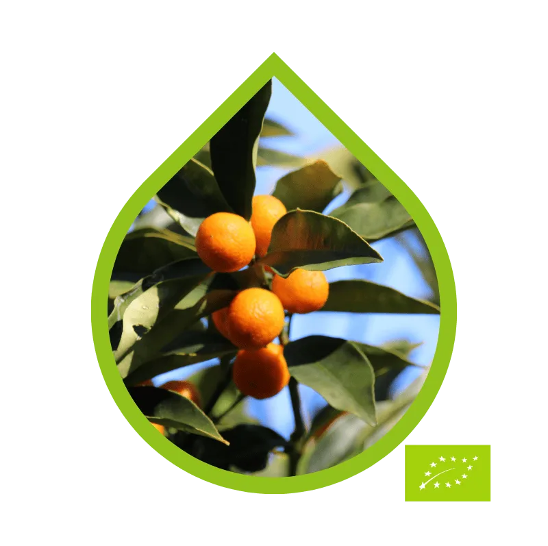 Naranjo Amargo Ecológico (Citrus×aurantium)