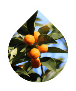 Naranjo Amargo (Citrus×aurantium)