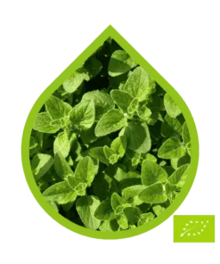Orégano Ecológico (Origanum vulgare)