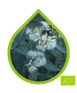 Eucalipto Robusta Ecológico (Eucalyptus robusta)