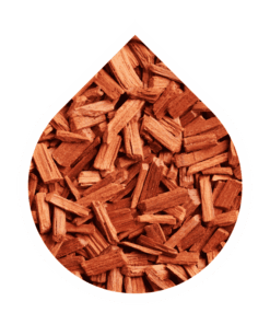 Sándalo Africano (Brachylaena huillensis)