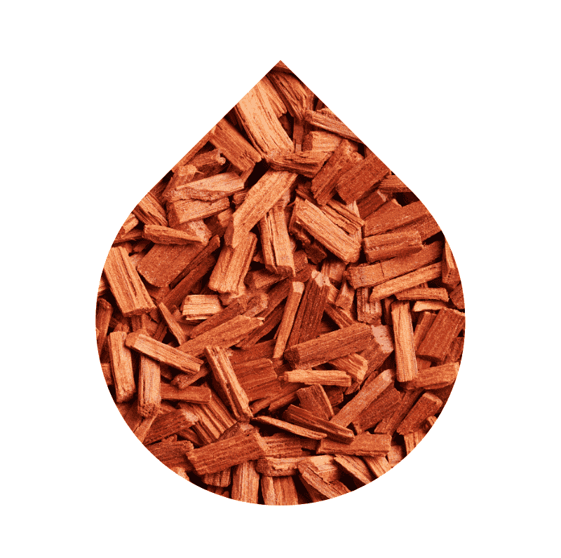 Sándalo Africano (Brachylaena huillensis)