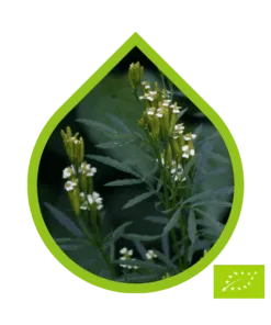 Tagetes Ecológico (Tagetes minuta)