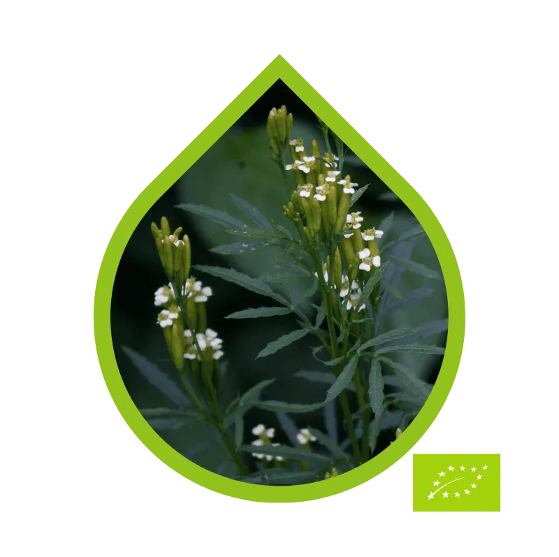 Tagetes Ecológico (Tagetes minuta)