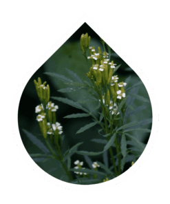 Tagetes (Tagetes minuta)