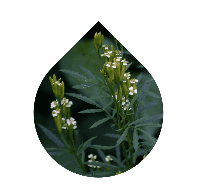 Tagetes (Tagetes minuta)